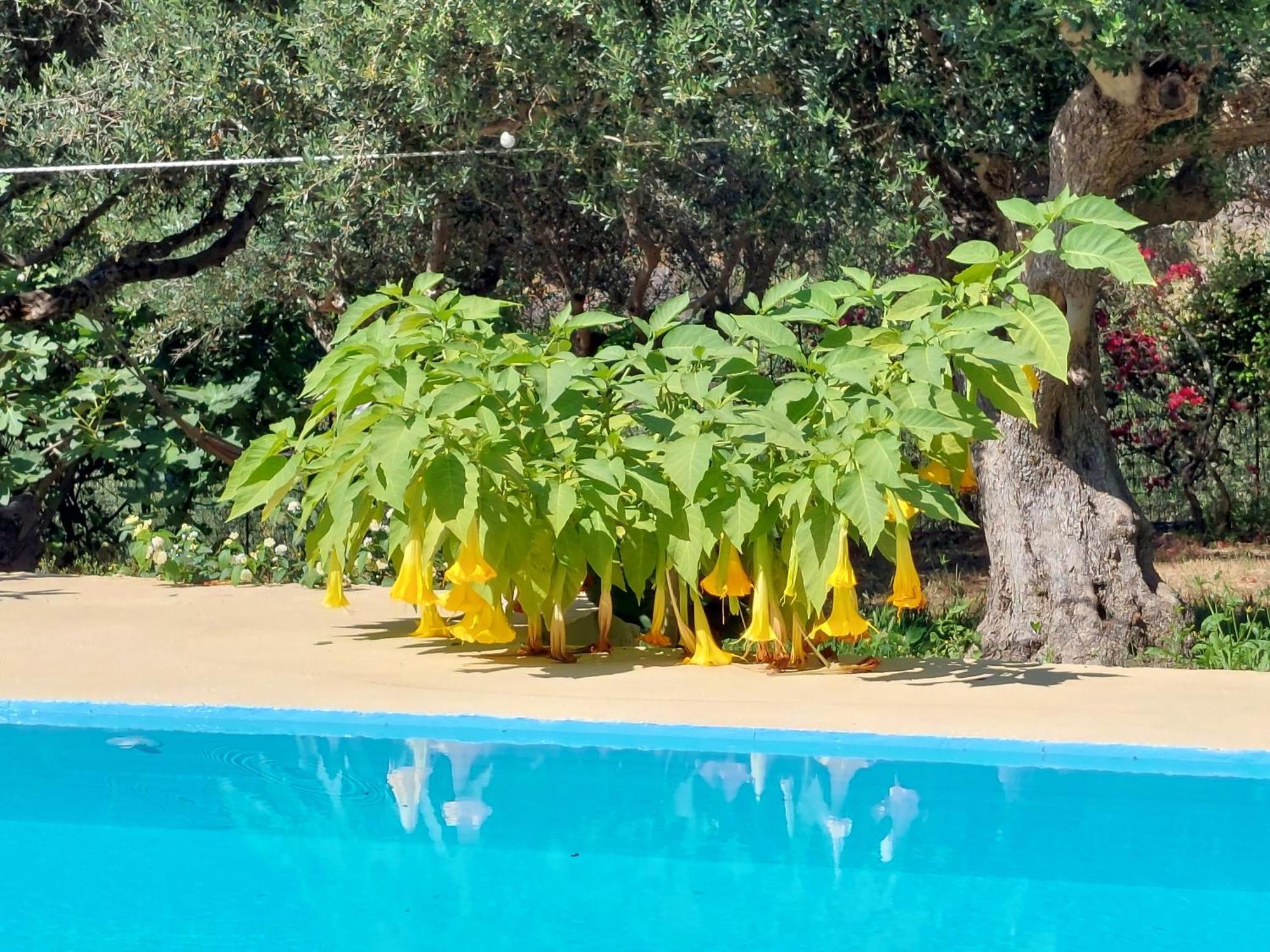 DhrapaniásSofiana'S Garden Retreat With Private Pool公寓 客房 照片