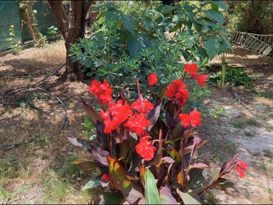 DhrapaniásSofiana'S Garden Retreat With Private Pool公寓 外观 照片